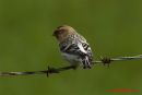 Hornemann's (Arctic) Redpoll